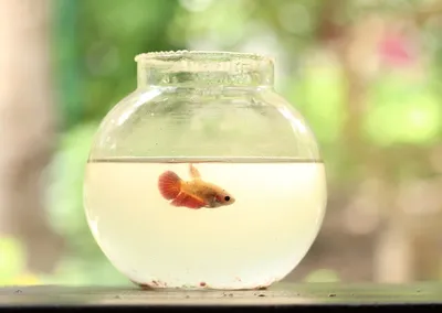 Water Bowl