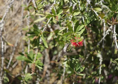Bottle Brush